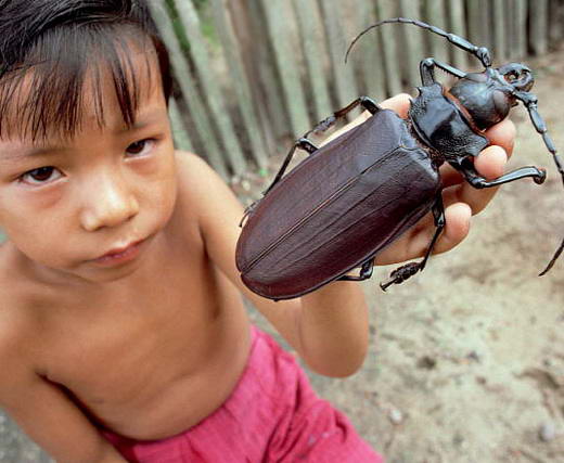 Kumbang Titan Kumbang