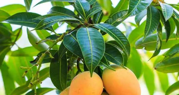 mango leaves manage diabetes