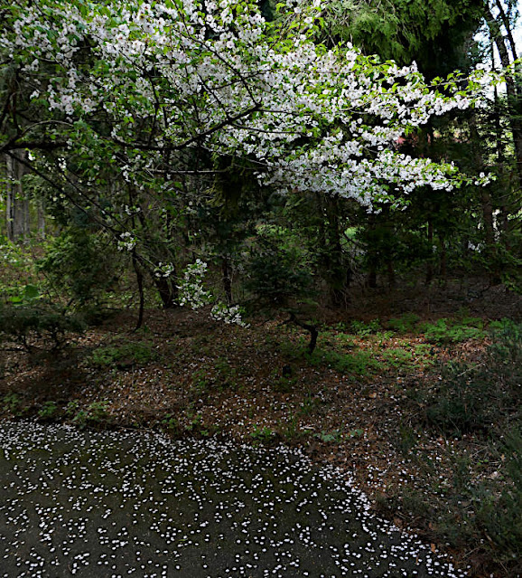 散策路に桜の花びらが散っている