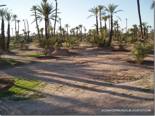 El Palmeral-PC060164