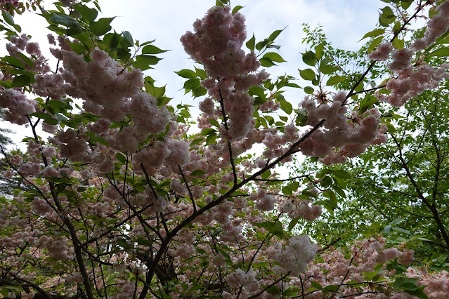 鳥取県西伯郡南部町鶴田 とっとり花回廊 桜の広場 ヤエザクラ（八重桜）