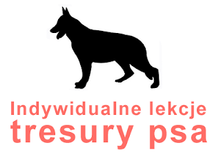 indywidualne lekcje tresury psa