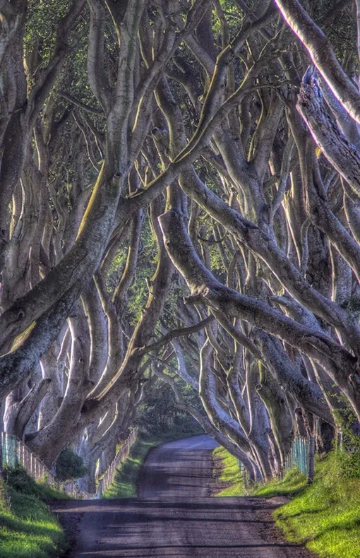 Dark Hedges, Ireland