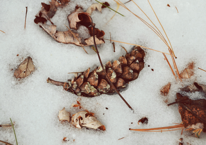 The Flying Clubhouse: Pine Cone in Snow