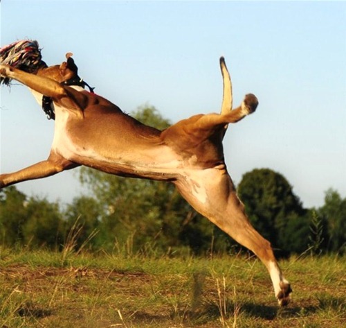 flying-dog-picture