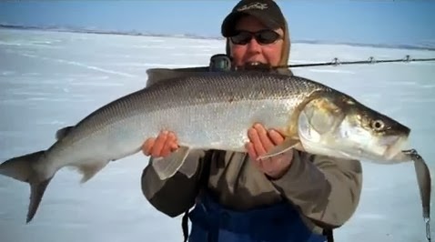 International Fishing News: ALASKA: ice fishing for sheefish on frozen sea