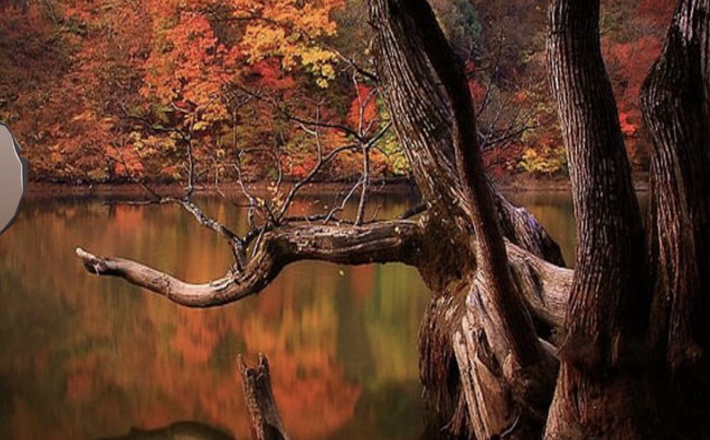 Autumn Pond Forest Escape