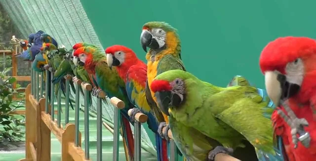 top 10 best talking parrots as pets