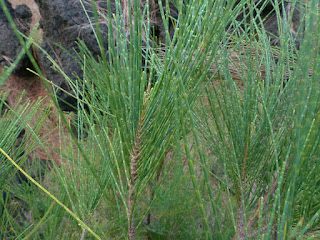 Filao à feuilles de prêle - Filao bord de mer - Casuarina equisetifolia