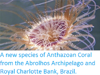 http://sciencythoughts.blogspot.co.uk/2014/07/a-new-species-of-anthazoan-coral-from.html