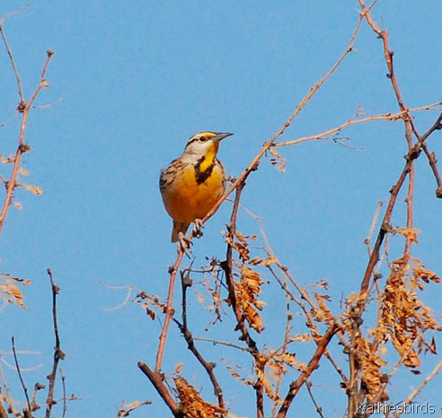 9. meadowlark-kab