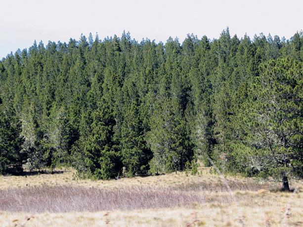 GORGOJO IPS CALLIGRAPHUS’: LA PLAGA QUE HA DEVORADO MILES DE PINOS EN BOSQUES DOMINICANOS