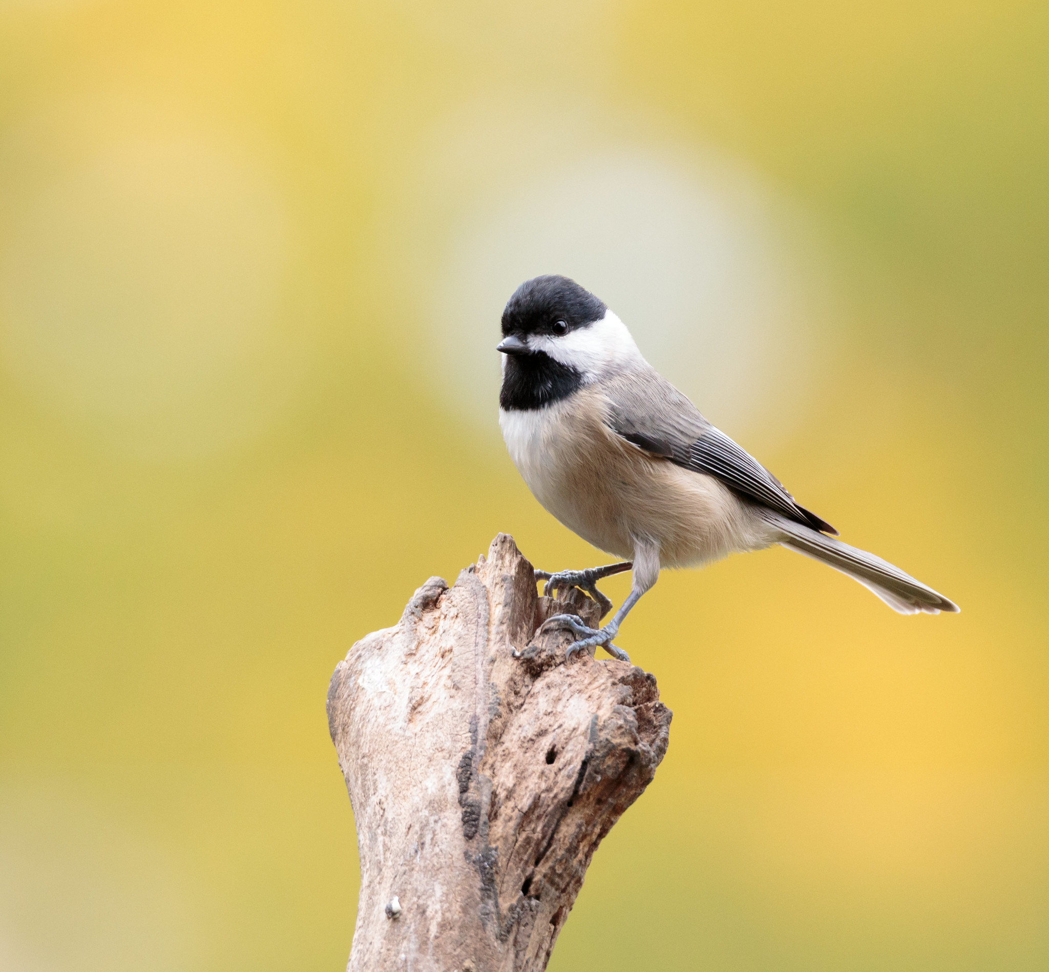 How to Attract Carolina Chickadees to Your Feeder