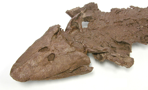 Tiktaalik es un pez sarcopterigio (aletas lobuladas) del periodo Devónico tardío, con muchas características de los tetrápodos, por lo que es considerado un importante fósil transicional. ​ Restos excelentemente preservados de Tiktaalik fueron encontrados en 2004 en la isla de Ellesmere en Canadá. El nombre Tiktaalik es una palabra inuktitut que significa "lota", un pez de aguas dulces. El género recibió su nombre tras una sugerencia de los ancianos Inuit del Territorio Nunavut de Canadá, donde el fósil fue descubierto.