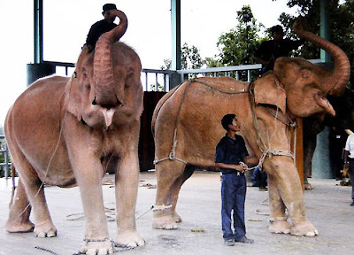 Rare Albino Elephant | White Elephant Picture Seen On  lolpicturegallery.blogspot.com