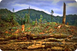 Lahan Kritis di Provinsi Papua Barat Masih 12 Persen