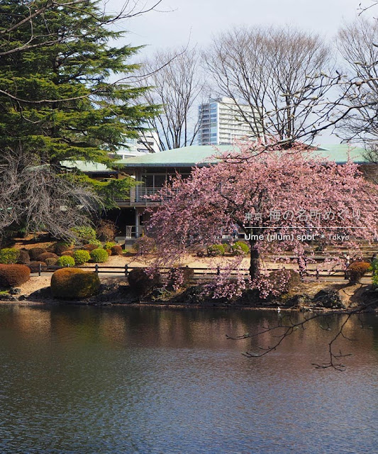 新宿御苑の寒桜