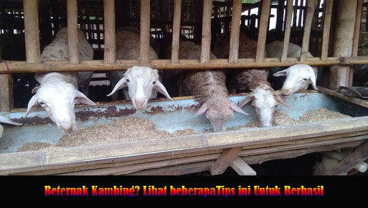 Beternak Kambing? Lihat beberapaTips ini Untuk Berhasil