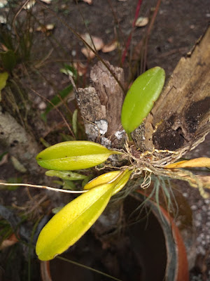 Acianthera erinacea - Spined Acianthera care and culture