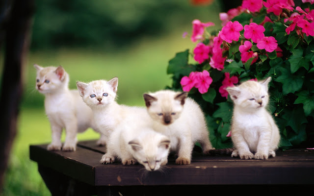 Cute Cats Wallpapers Hd Mobile Wallpapers