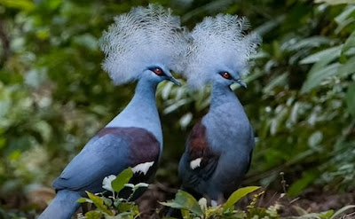 10 Burung Endemik Khas Pulau Papua yang Unik dan Eksotis