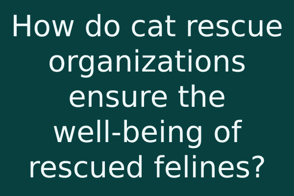 How do cat rescue organizations ensure the well-being of rescued felines?