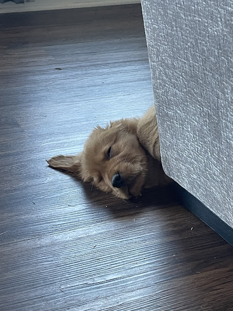 Little itty bitty baby Miles asleep snuggling up to the end of the couch near where his food bowls are. His head is sticking out into the empty space between the living room and the kitchen.