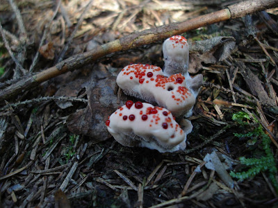 kolczakówka piekąca Hydnellum peckii