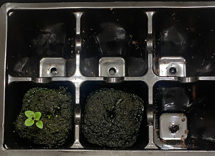 A black plastic tray with six cells. An oregano seedling grows in the bottom left cell.