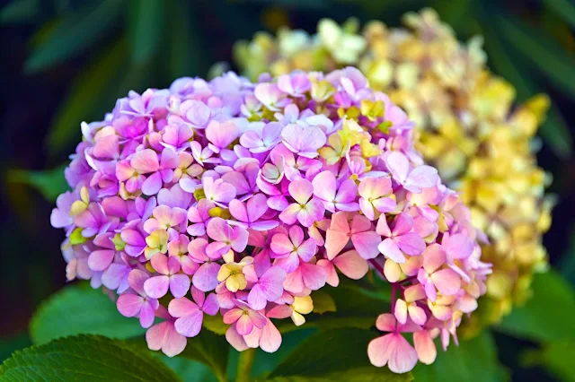 Hortensia en flor.