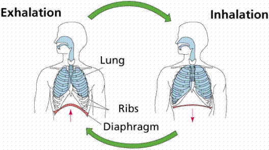 circulatory system functions and organs. overall circulatory system