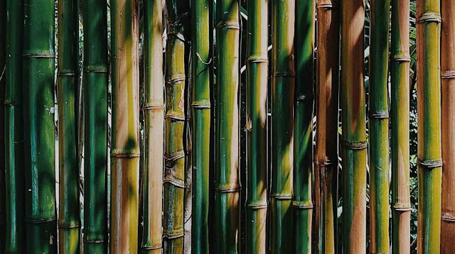 Fata dan Kualitas Bambu