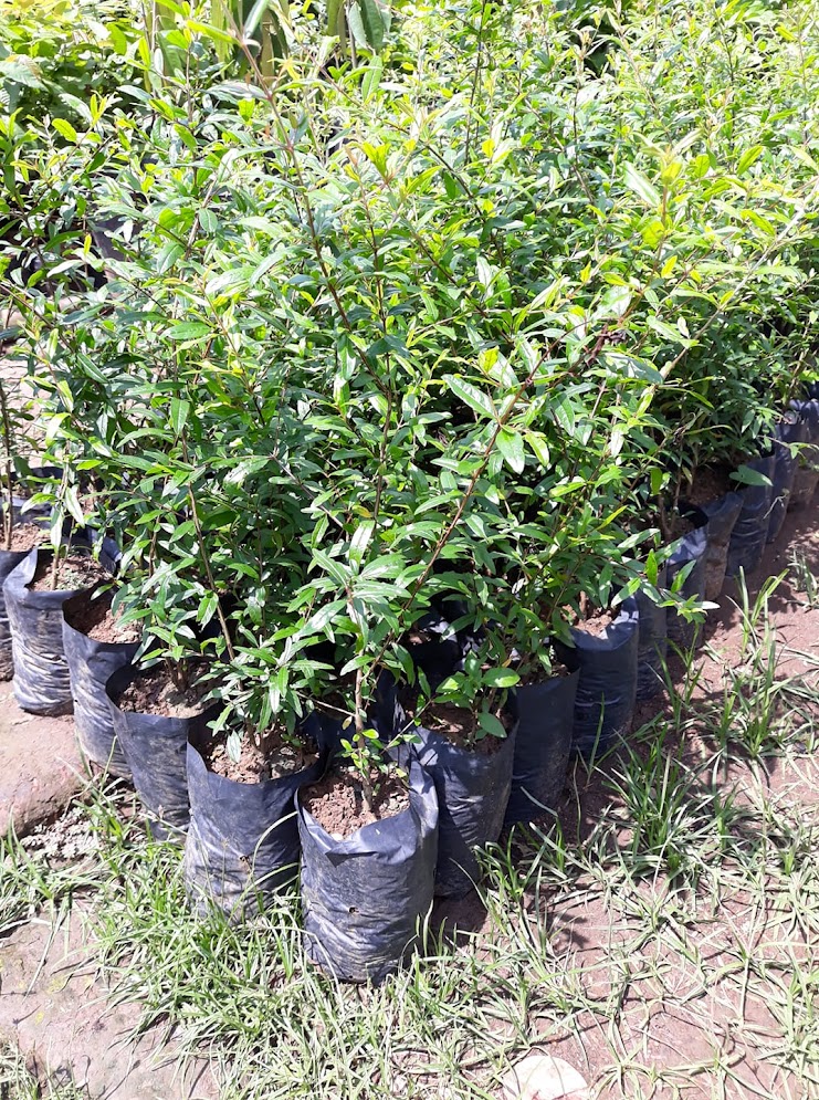 jual pohon buah bibit delima putih cepat palembang Batam