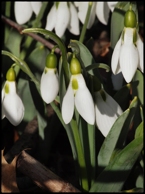 Photo of Snow Drops in Central Park in February