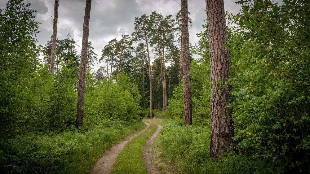 bialowieza-forest-7