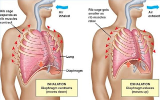 Breathing Techniques, Deep Breathing Benefits, Abdominal Breathing ...