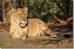 Lady Lion