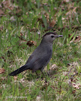 Grey Catbird – Souris River area, PEI – May 30, 2016 – Marcy Robertson