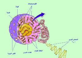 مركز