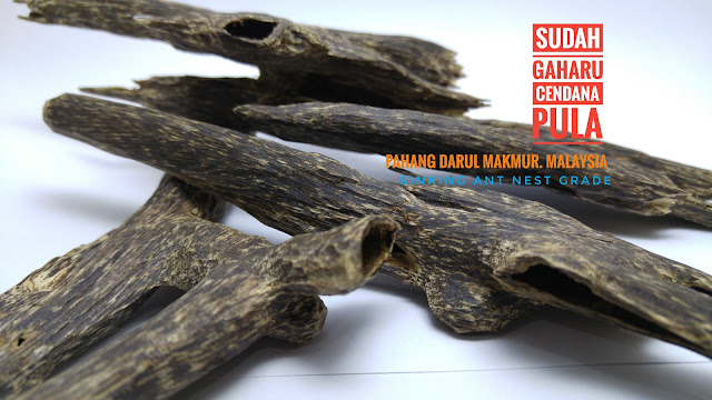 Rare Agarwood 沉香 香道 香文化 奇楠 Incense Perfume Scent Aquilaria Aloeswood Oud Oudh PaloSanto Candan FrankIncense Hirta KoDo Censer Bonsai Ambergris Bracelet Rosary Sandalwood Musk Eaglewood Malaccensis Oolong Gaharu Agaru Agar Amber العود دهن_العود ماليزيا