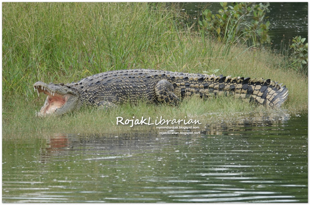 Estuarine crocodile in Sungei Buloh (Tailless)