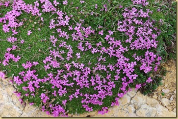 75-Silene acaulis