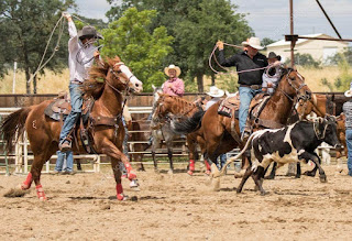 equipe-team-roping-laço-dupla