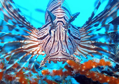 Lionfish pictures