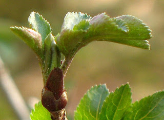 natuurfotografie; uit de knop