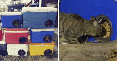 Hombre convierte hieleras desechadas en refugios cálidos y acogedores para gatos callejeros