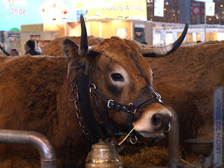 Race aubrac - Races de vaches 