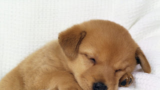 Fondo de pantalla perros 1920x1080,imagenes de perritos tiernos y chistosos,perritos bonitos y chiquitos,perritos bebes bonitos y tiernos,perritos bebes tiernos,perritos tiernos videos,perritos y gatitos tiernos,gatitos y perritos bebes,perritos bebes pug,perros bonitos y baratos