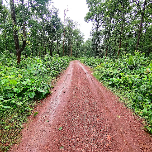 Inside Kundul Forest