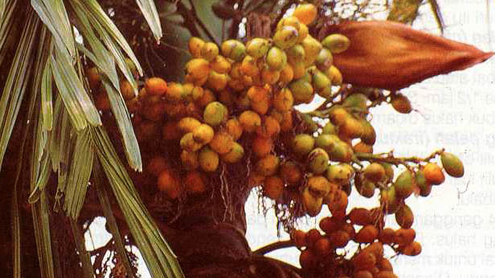Pinang Merah adalah salah satu jenis pohon pinang
